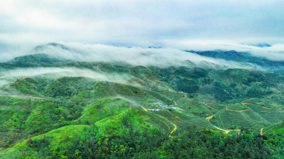 紫金茶山云海